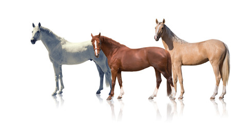 White, red and palomino horses stay isolated of the white background - obrazy, fototapety, plakaty