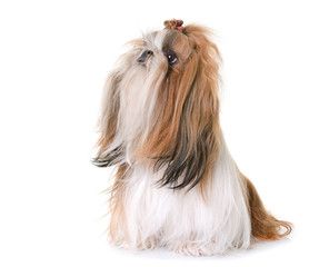 shihtzu in studio