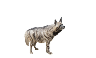 Hyena on white background isolated