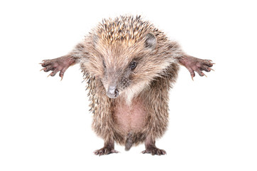 Funny hedgehog, standing on hind legs, isolated on white background