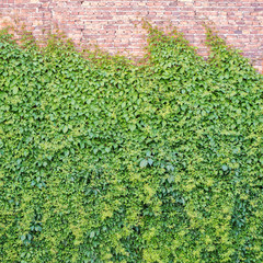 Green creeper plant covering red brick wall