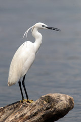 The little egret (Egretta garzetta) single bird standing on tree stump in water near Danube river in Zemun,Belgrade,Serbia.