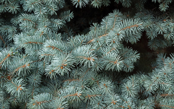 Blue spruce branches background. Christmas.
