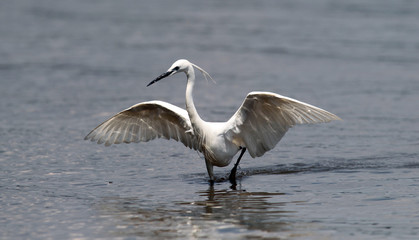 The little egret (Egretta garzetta) single bird hunting for fish in water near Danube river in Zemun,Belgrade,Serbia.