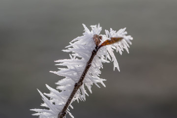 Beerenstrauch mit Eisnaden