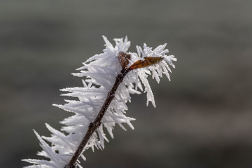 Beerenstrauch mit Eisnaden