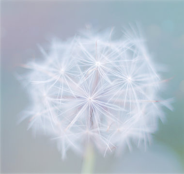 Beautiful close up single white flower dandelion on a color blue background. Spring flower, selective focus