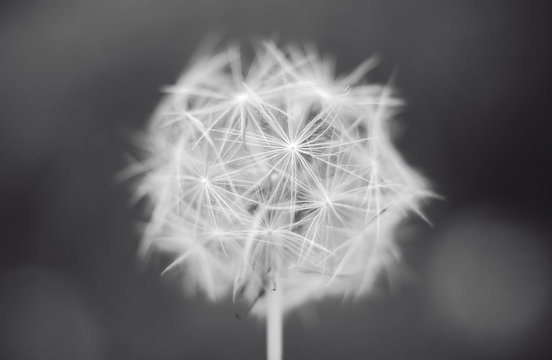 Beautiful close up single black and white vintage flower dandelion on a dark background