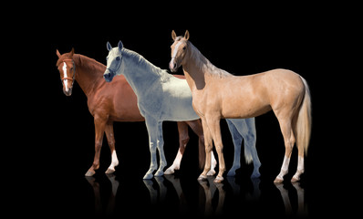 White, red and palomino horses stay isolated of the black background