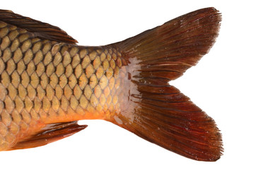 tail carp