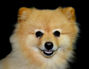Obraz premium pomeranian dog on black background
