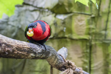 Black-capped Lory grape-wine.