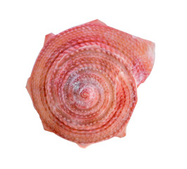 Sea shell on white background