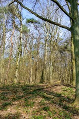 Fototapeta premium En forêt