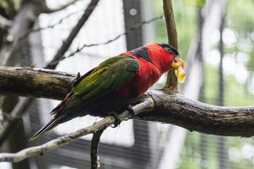 Black-capped Lory grape-wine.