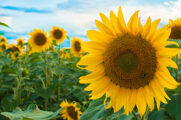 Blooming sunflower