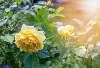 Blooming yellow orange English roses in the garden on a sunny day. Rose Graham Thomas