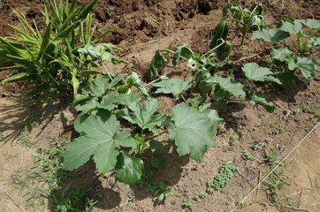 ７月中旬の菜園