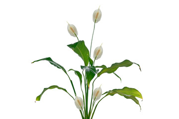Exotic flower spathiphyllum