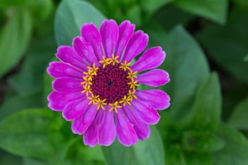 Obraz premium Flower background