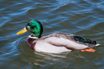 duck on the lake