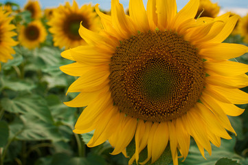 Fototapeta premium Blooming sunflower
