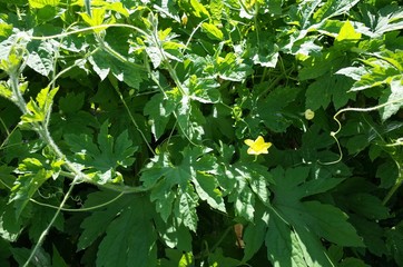 ７月中旬の菜園