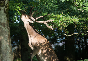 Red stag deer eating leaves from a tree