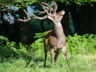 Powerful Red deer stag coming out of the forest during summer
