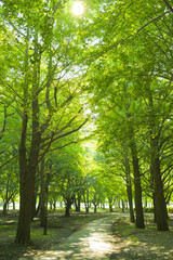 Fototapeta premium 公園 道