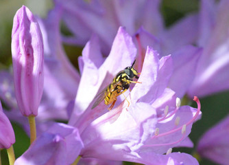 La nature et ses belles découvertes