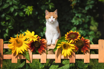 Fototapety  Cat on the garden fence