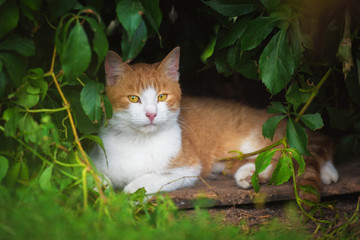 Naklejka na ściany i meble Cat lying in the yard