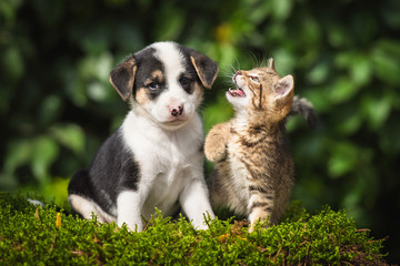 Little tabby kitten playing with little puppy - 164286608