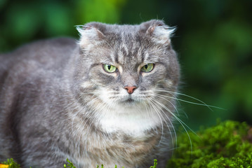 Naklejka na ściany i meble Grey scottish fold cat outdoors