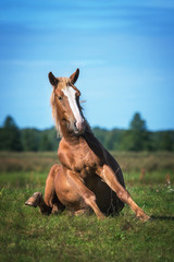 Obraz premium Funny horse sitting on the field