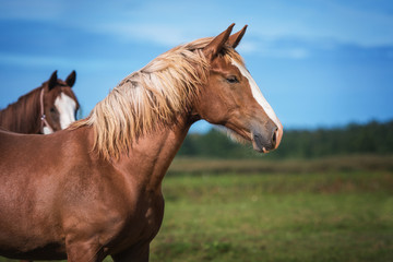 Portrait of beautiful red horse in summer