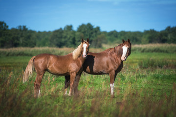 Obraz na płótnie Canvas Two beautiful horses standing on the pasture in summer