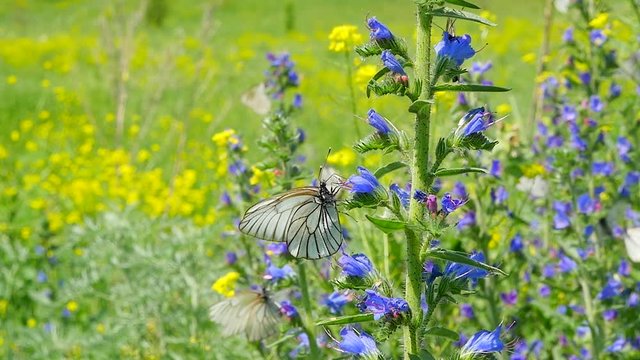 Butterflies on flowers in a meadow