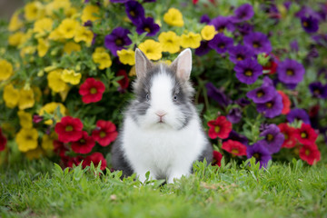 Adorable little rabbit sitting in flowers