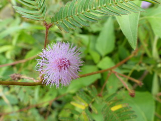Charming blooming exotic tropical flowers on a nature background