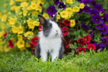 Adorable little rabbit in the garden