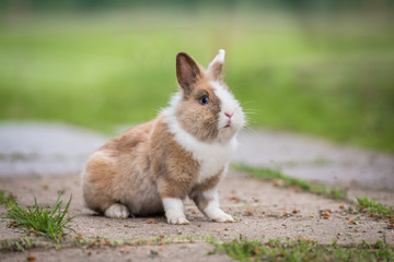 Little rabbit walking outdoors