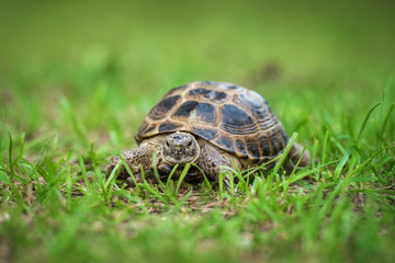 The central asian tortoise on the grass