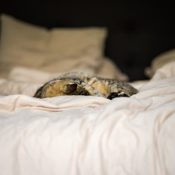 chat sur le lit