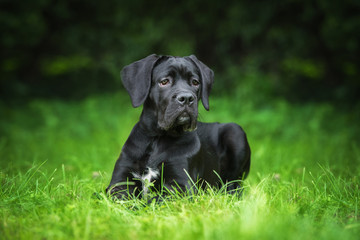 Cane corso puppy