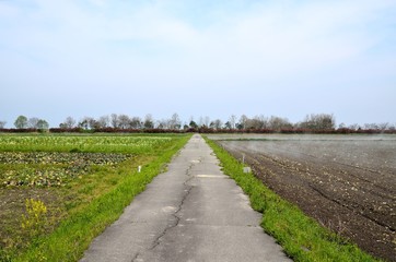 Obraz premium 田舎道