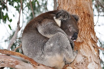 koala qui dort