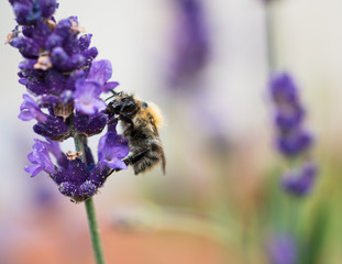 Photo: Georgina Chirbatdji