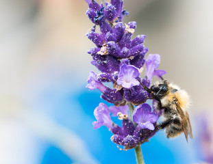 Photo: Georgina Chirbatdji